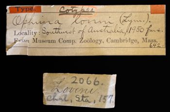 Media type: image;   Invertebrate Zoology OPH-642 Description: Labels for this specimen included in the specimen tray.;  Aspect: labels